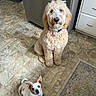 Goose is registered to the contest to win money with this photo: dog, dogs, puppy, fluffy, curly_hair, spotted, small_dog, large_dog, sitting, looking_at_camera, collar, pet, animal, kitchen, floor, tile_floor, refrigerator, cabinets, food_bowls, indoor
