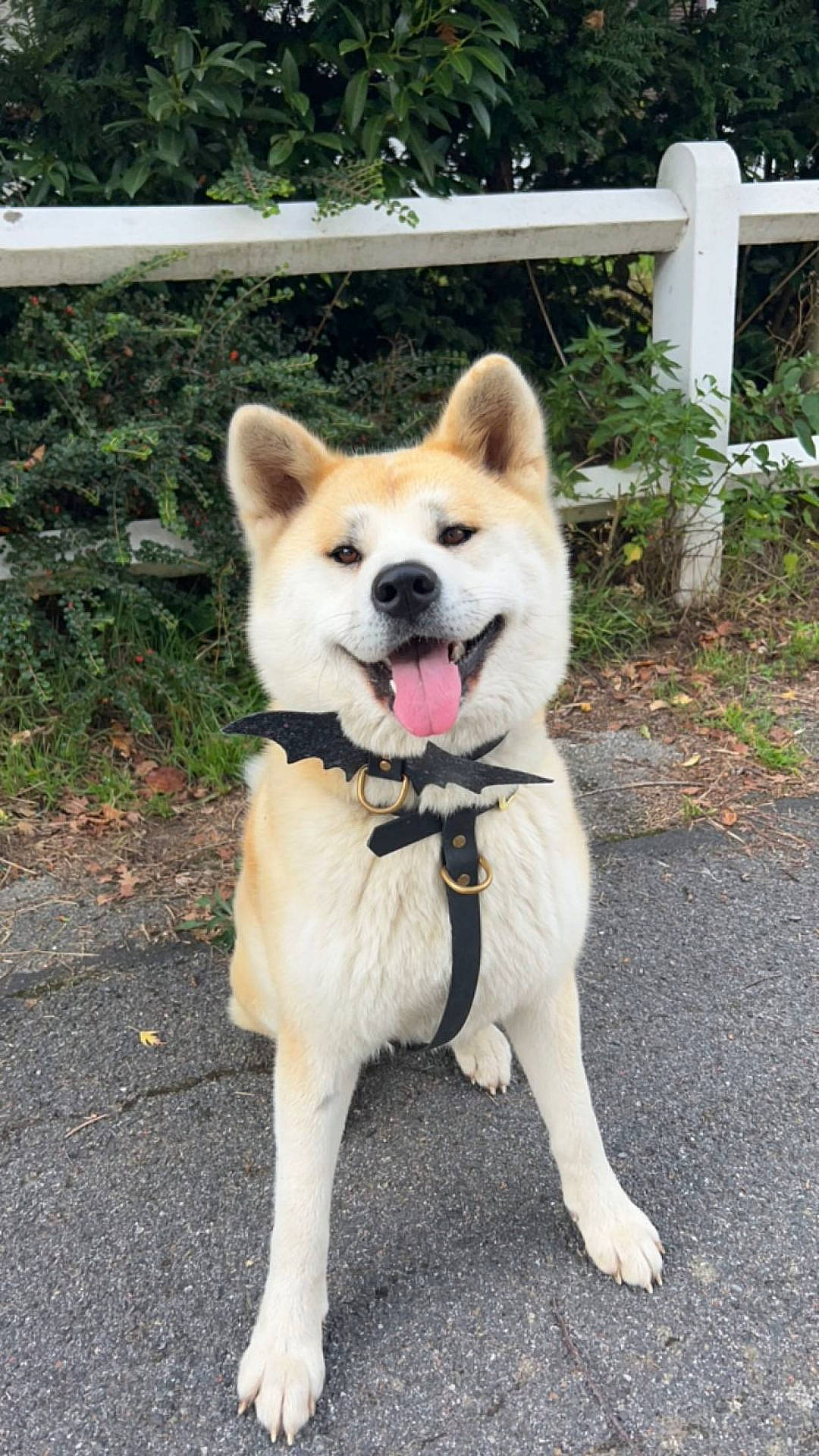 Neila participe au concours pour gagner de l'argent avec cette photo : accessories, animal, canine, dog, face, fence, grass, head, husky, nature, outdoors, person, pet, photography, plant, portrait, puppy, strap, tree, vegetation