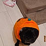 Zumba a rejoint le concours — aidez-le/la à gagner de superbes lots ! dog, black_dog, costume, orange, knit, pumpkin, pet_stairs, wooden_floor, indoor, toy, stuffed_animal, dog_treat, small_dog, looking_up, floor, cozy, playful, animal_clothing, pet_accessory, carpet