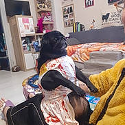 Zumba a rejoint le concours — aidez-le/la à gagner de superbes lots ! dog, pug, pet, dress, clothing, indoor, living_room, person, sitting, furniture, shelf, books, decorations, floor, carpet, slippers, yellow_jacket, black_dog, cute, animal