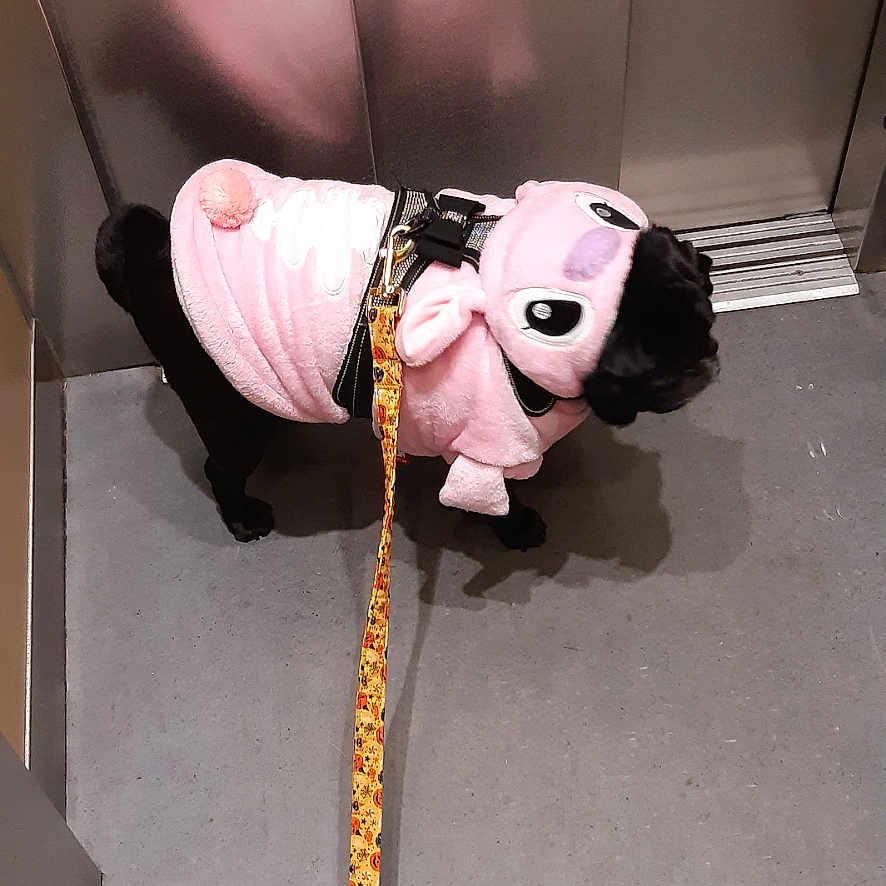 Zumba a rejoint le concours — aidez-le/la à gagner de superbes lots ! adorable, animal, black_dog, clothing, costume, cute, dog, elevator, floor, furry, indoor, leash, leash_pattern, metal_wall, pet, pink_hoodie, puppy, reflection, small_dog, walking