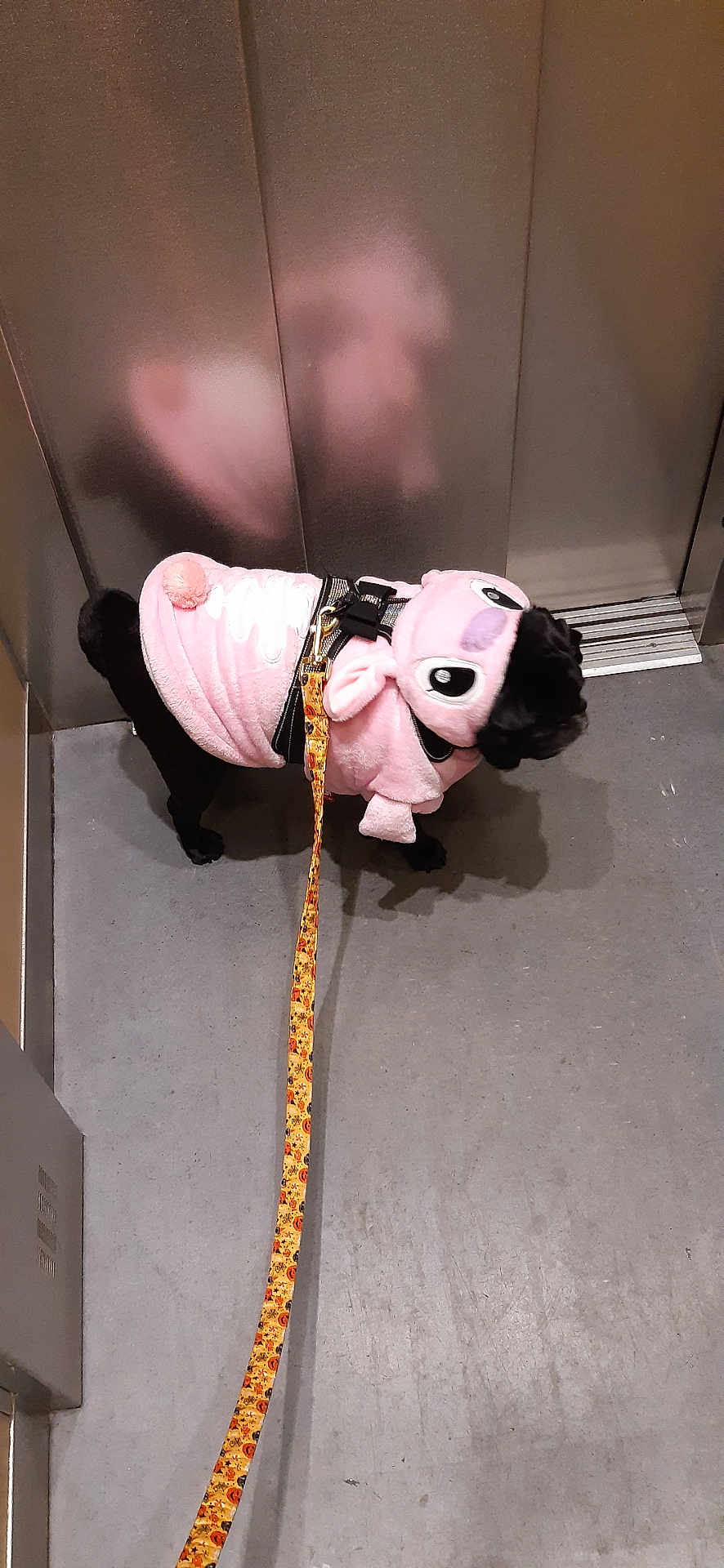 Zumba a rejoint le concours — aidez-le/la à gagner de superbes lots ! dog, pet, leash, pink_hoodie, elevator, floor, metal_wall, black_dog, costume, animal, indoor, reflection, puppy, cute, small_dog, clothing, walking, leash_pattern, adorable, furry