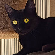 Chick is registered to the contest to win money with this photo: alert, animal, black_cat, cat, cat_tree, close_up, curious, domestic_cat, ears, feline, fur, indoor, pet, portrait, relaxed, resting, soft_surface, whiskers, window_blinds, yellow_eyes