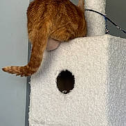 Baby is registered to the contest to win money with this photo: cat, ginger_cat, cat_tree, furniture, indoor, pet, animal, fluffy, tail, corner, perched, white, cozy, fuzzy, curious, cute, funny_pose, resting, home, shy