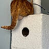 cat, ginger_cat, cat_tree, furniture, indoor, pet, animal, fluffy, tail, corner, perched, white, cozy, fuzzy, curious, cute, funny_pose, resting, home, shy
