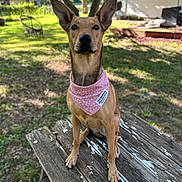 Phoebe joined the competition — help win amazing prizes! dog, bandana, outdoor, picnic_table, grass, tree, sunlight, pet, animal, ears, brown_dog, wood, nature, backyard, canine, sitting, daylight, collar, fur, looking_up