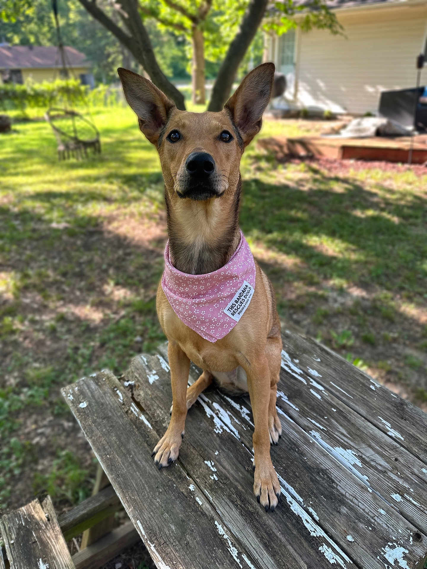 Phoebe joined the competition — help win amazing prizes! dog, bandana, outdoor, picnic_table, grass, tree, sunlight, pet, animal, ears, brown_dog, wood, nature, backyard, canine, sitting, daylight, collar, fur, looking_up