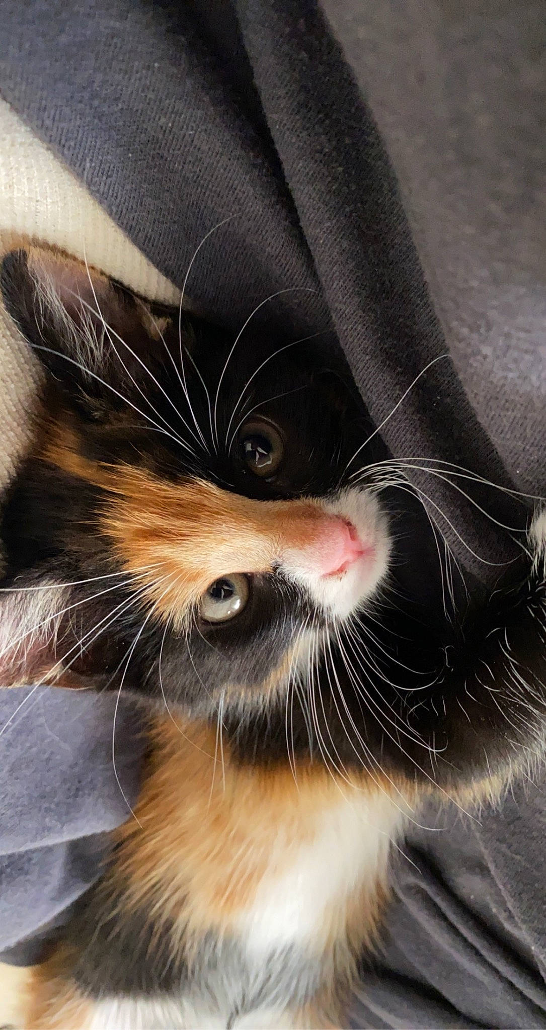 Sunny a rejoint le concours — aidez-le/la à gagner de superbes lots ! carnivore, cat, claw, close_up, comfort, domestic_short_haired_cat, ear, eye, fawn, felidae, foot, fur, human_leg, paw, small_to_medium_sized_cats, snout, tail, terrestrial_animal, whiskers