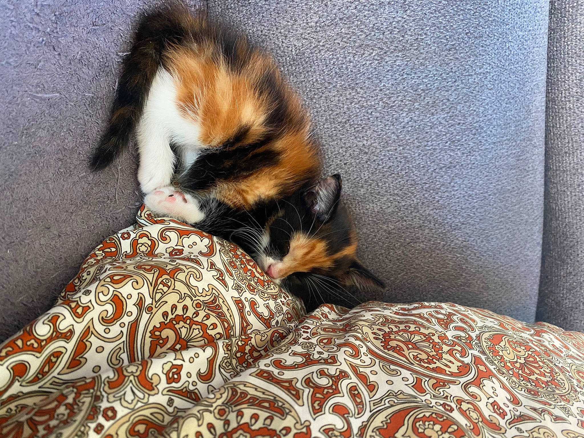 Sunny a rejoint le concours — aidez-le/la à gagner de superbes lots ! canidae, carnivore, cat, comfort, companion_dog, dog_breed, domestic_short_haired_cat, fawn, felidae, fur, linens, paw, room, small_to_medium_sized_cats, snout, sporting_group, tail, terrestrial_animal, textile, whiskers