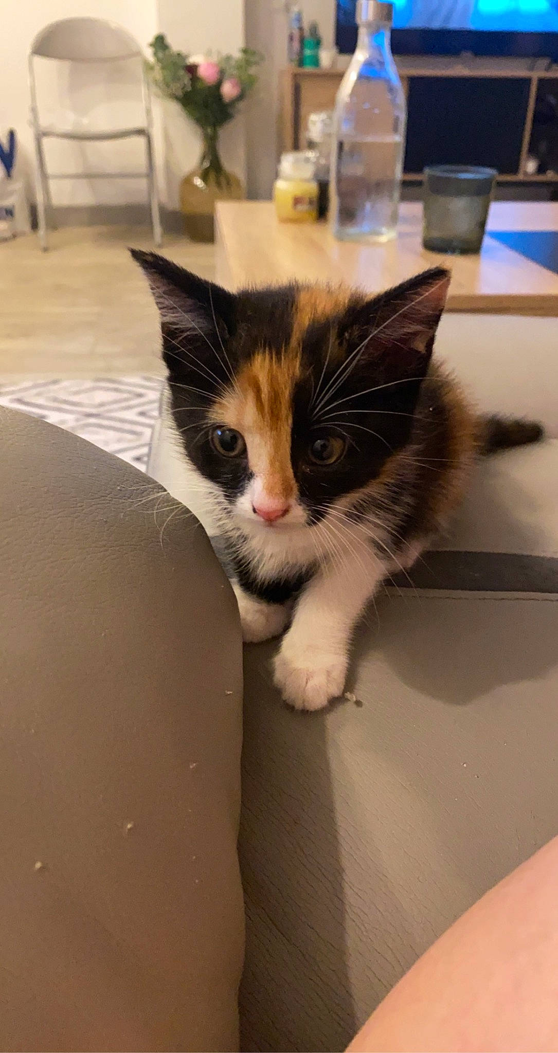 Sunny a rejoint le concours — aidez-le/la à gagner de superbes lots ! box, cardboard, carnivore, cat, comfort, domestic_short_haired_cat, eye, felidae, floor, flooring, fur, head, paw, room, small_to_medium_sized_cats, snout, tail, whiskers, window, wood