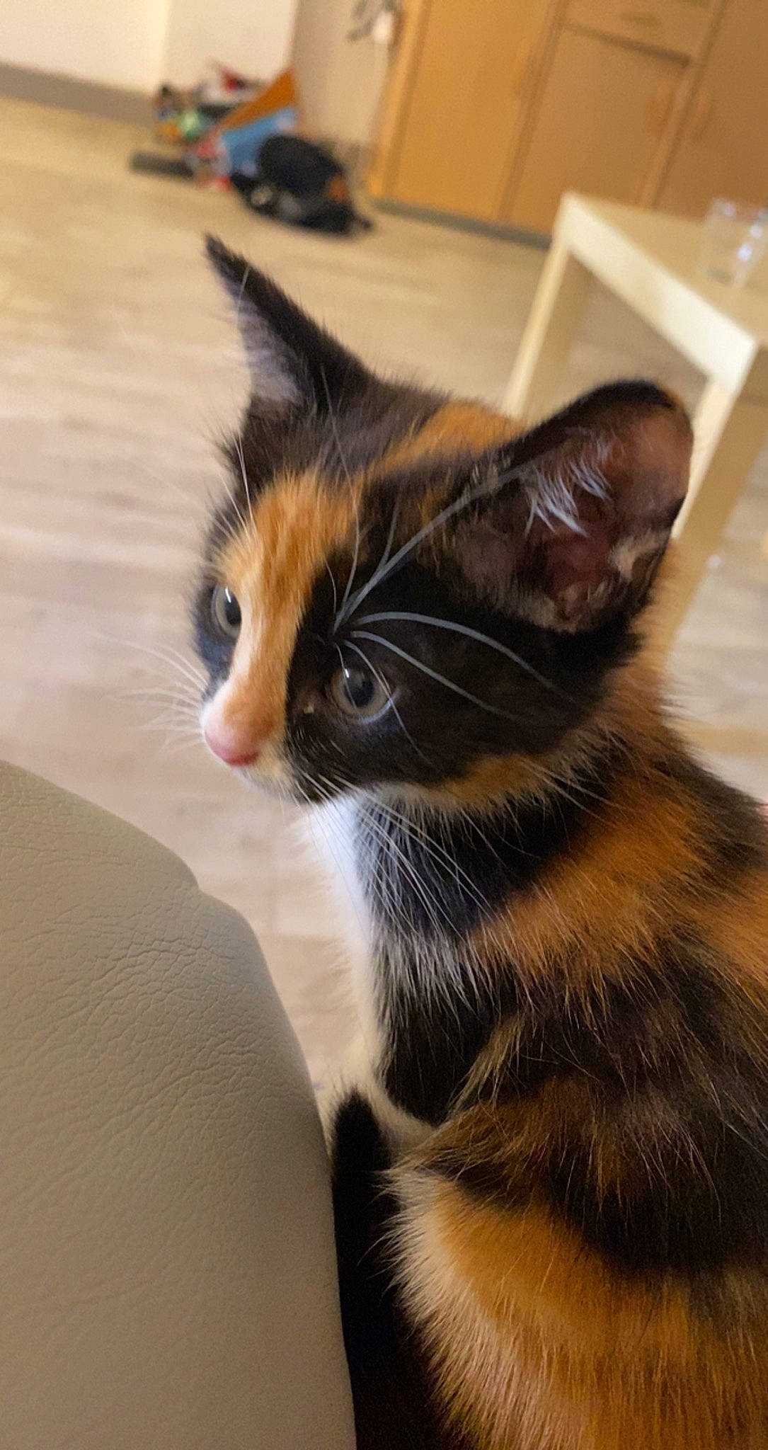 Sunny a rejoint le concours — aidez-le/la à gagner de superbes lots ! carnivore, cat, comfort, domestic_short_haired_cat, felidae, flooring, fur, hardwood, iris, paw, small_to_medium_sized_cats, snout, tail, terrestrial_animal, whiskers, wood