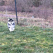 Sky a rejoint le concours — aidez-le/la à gagner de superbes lots ! puppy, dog, grass, outdoor, fence, nature, animal, pet, playful, young, walking, canine, fur, black_and_white, field, daytime, running, grassland, cute, small