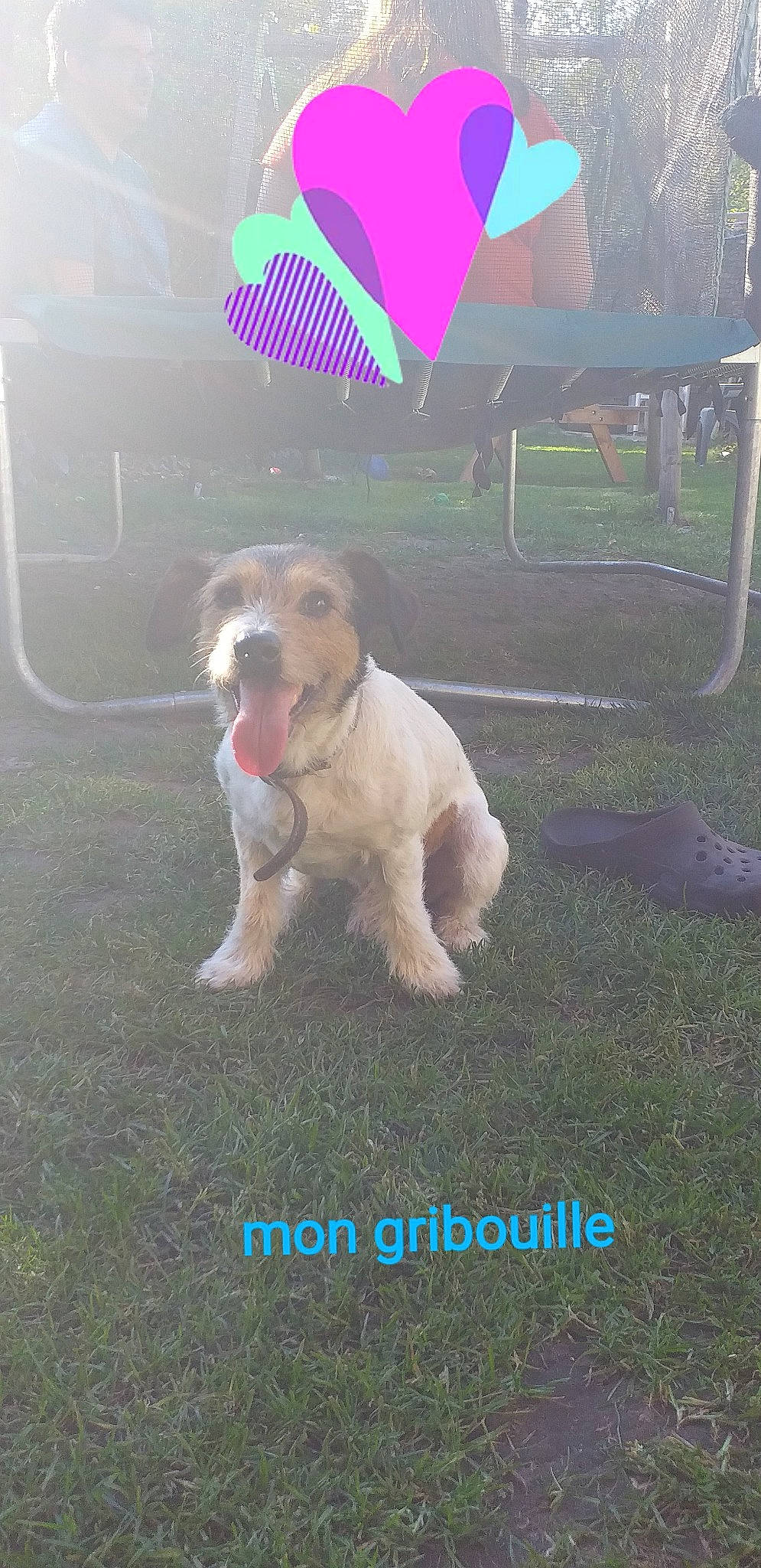 Gribouille participe au concours pour gagner de l'argent avec cette photo : canidae, carnivore, dog, dog_breed, fawn, mammal, puppy, sporting_group, tail