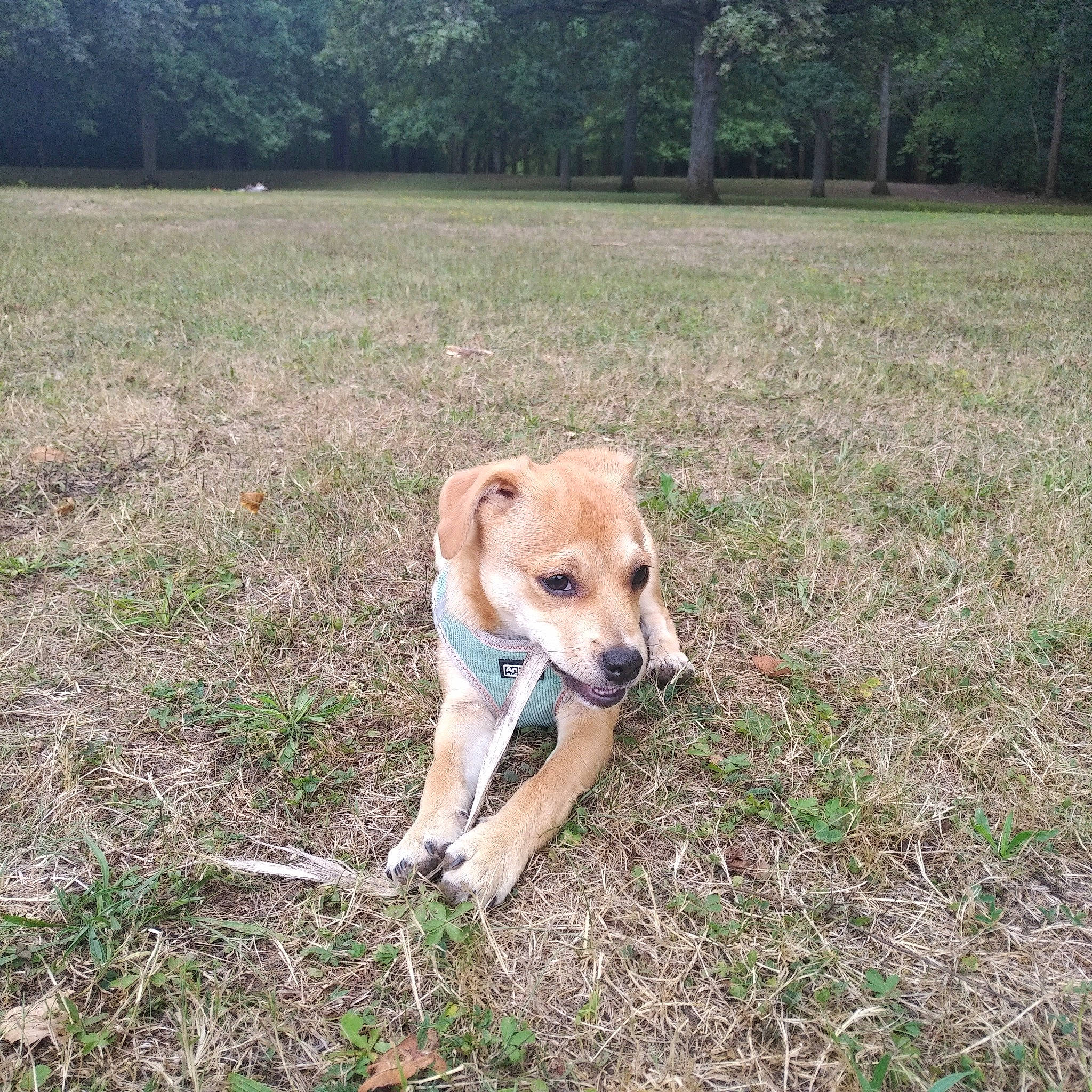 Chou a rejoint le concours — aidez-le/la à gagner de superbes lots ! canidae, carnivore, collar, companion_dog, dog, dog_breed, dog_collar, fawn, grass, grassland, hunting_dog, landscape, non_sporting_group, plant, soil, sporting_group, tail, terrestrial_animal, tree, working_animal