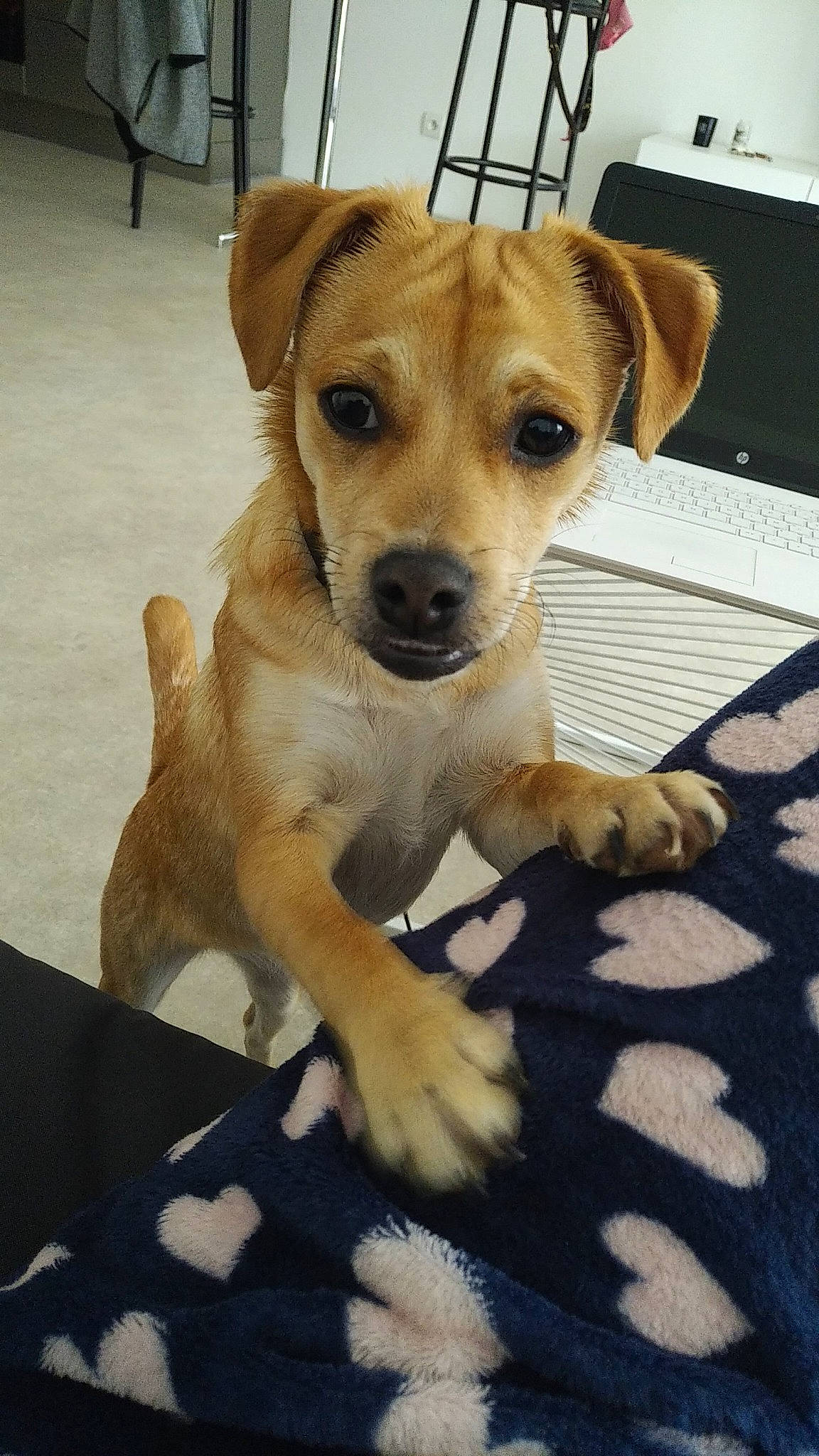 Chou a rejoint le concours — aidez-le/la à gagner de superbes lots ! carnivore, collar, companion_dog, computer_keyboard, dog, dog_breed, fawn, flooring, fur, input_device, office_equipment, paw, peripheral, snout, space_bar, whiskers, working_animal