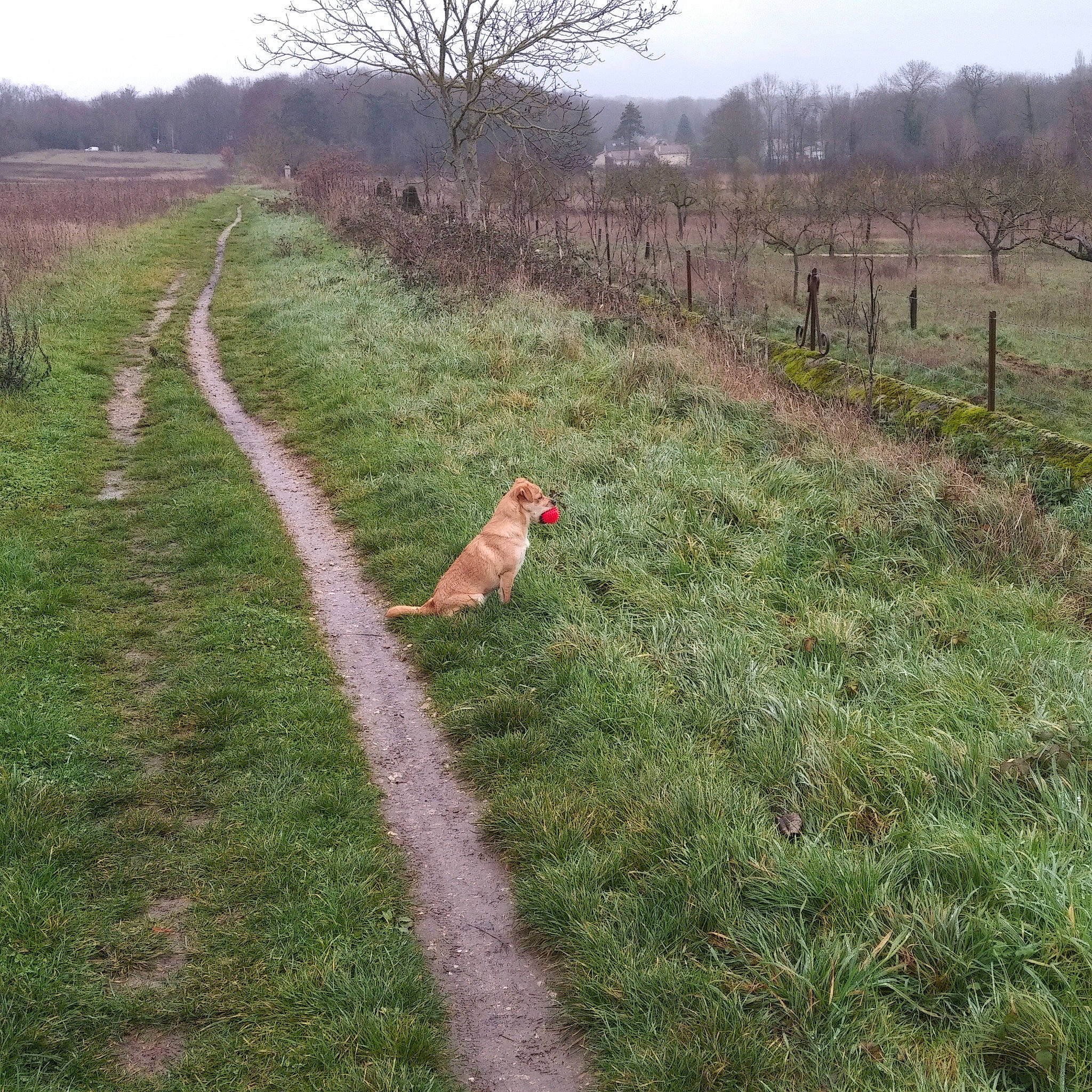 Chou participe au concours pour gagner de l'argent avec cette photo : agriculture, carnivore, dog, ecoregion, fawn, grass, grass_family, grassland, groundcover, land_lot, landscape, meadow, natural_landscape, plain, plant, rural_area, shrub, sky, slope, tree