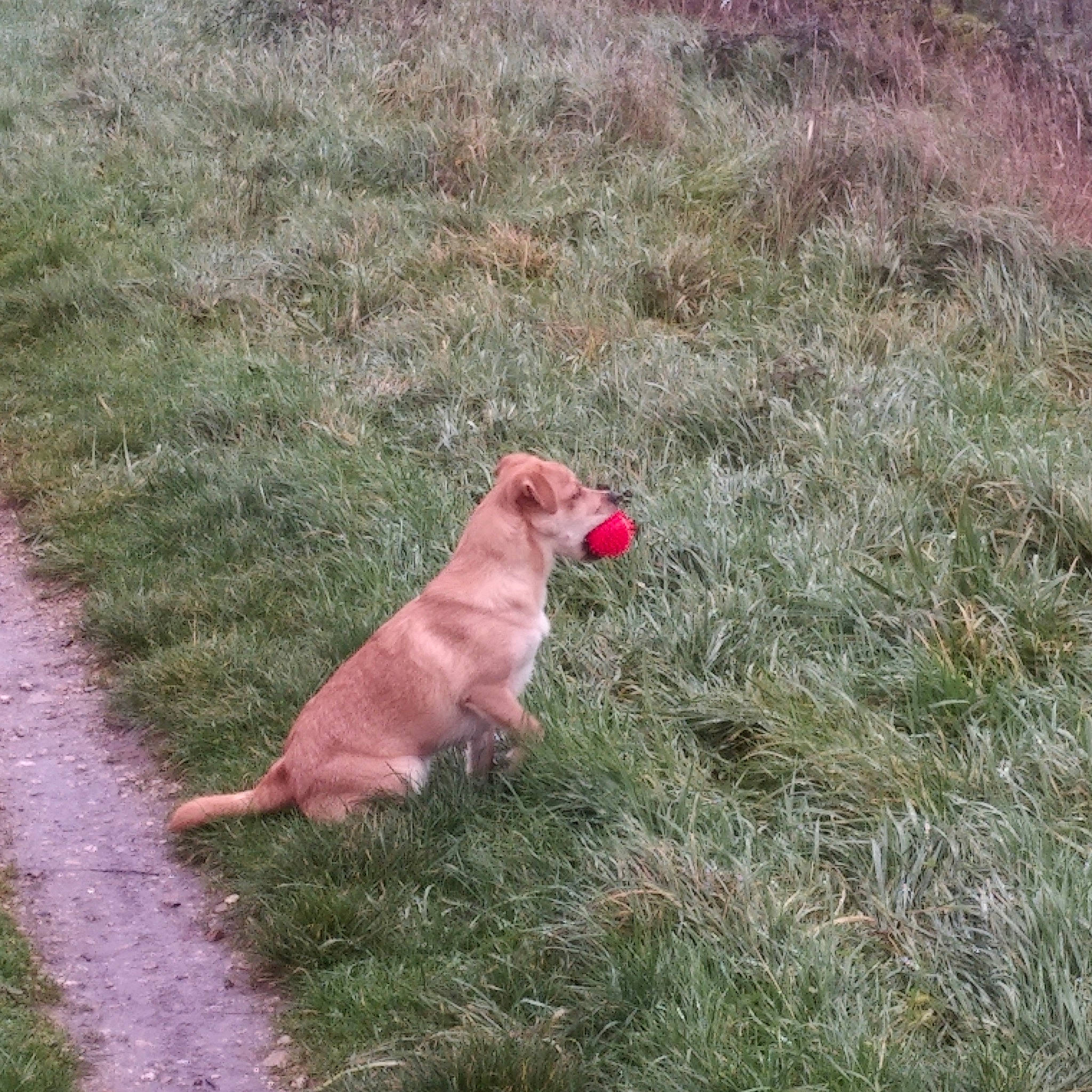 Chou participe au concours pour gagner de l'argent avec cette photo : asphalt, canidae, carnivore, companion_dog, dog, dog_breed, fawn, grass, grassland, groundcover, labrador_retriever, landscape, pasture, plant, prairie, road_surface, soil, sporting_group, tail, terrestrial_animal