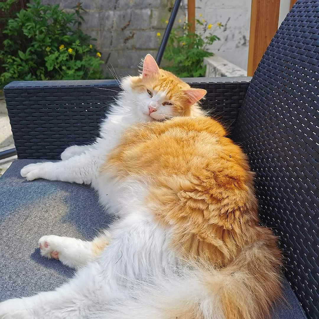 Ron participe au concours pour gagner de l'argent avec cette photo : angora, animal, canine, cat, chair, chaise, couch, dog, furniture, hardwood, indoors, interiordesign, kitten, manx, person, pet, sitting, slate, sleeping, wood