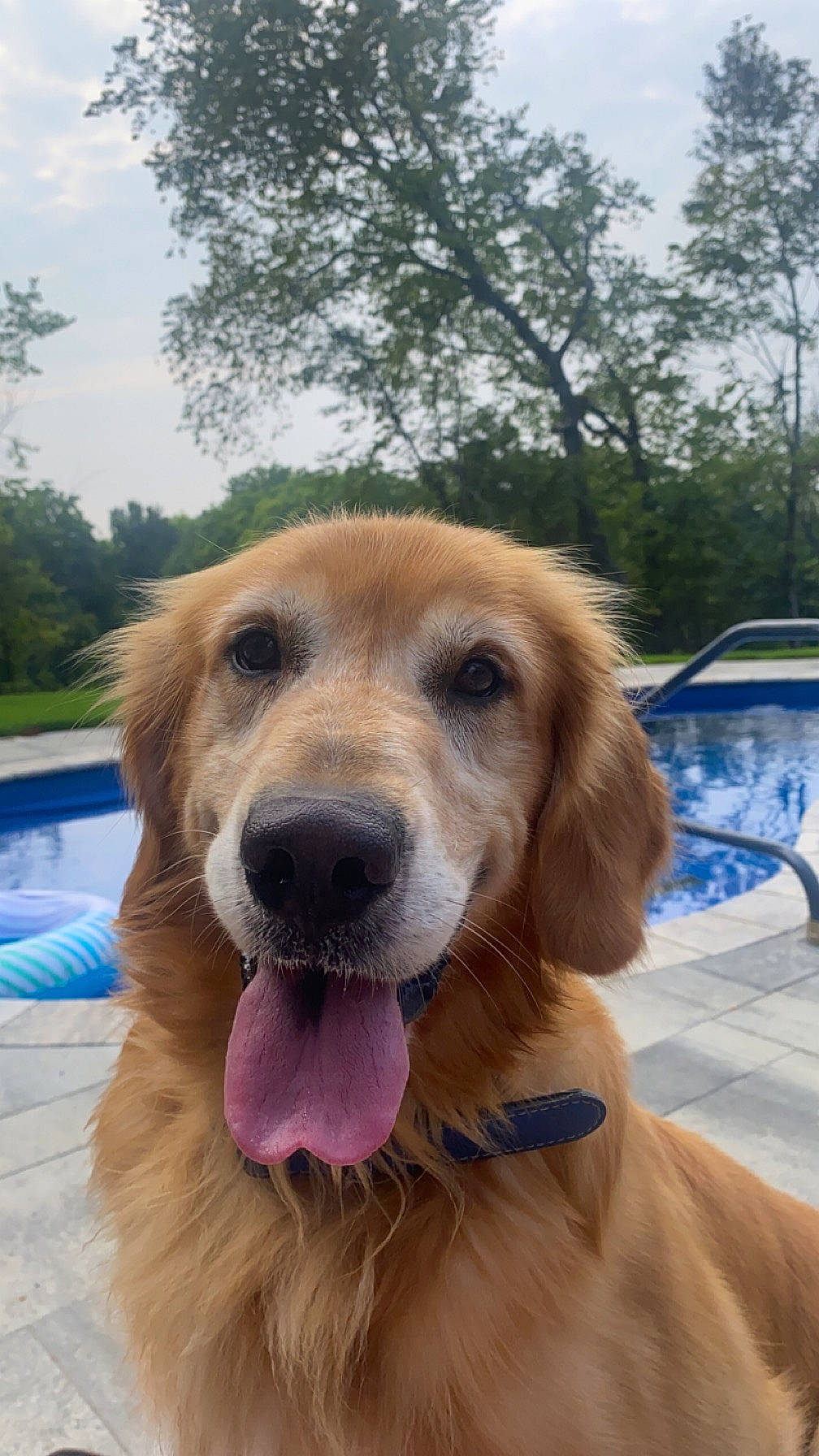 Hank joined the competition — help win amazing prizes! canidae, carnivore, cloud, collar, companion_dog, dog, dog_breed, fawn, fur, gun_dog, plant, recreation, sky, snout, sporting_group, tree, vehicle, water, whiskers, windshield