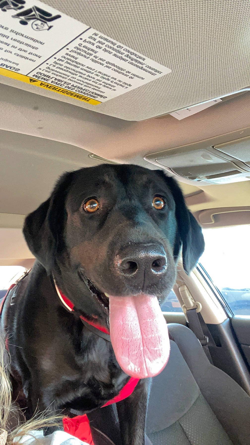Crimson is registered to the contest to win money with this photo: borador, canidae, carnivore, collar, companion_dog, dog, dog_breed, dog_collar, fawn, fur, gun_dog, liver, pet_supply, retriever, snout, sporting_group, vehicle, vehicle_door, whiskers, working_animal