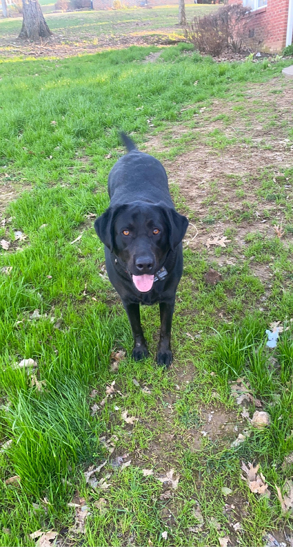 Crimson is registered to the contest to win money with this photo: borador, canidae, carnivore, companion_dog, dog, dog_breed, grass, grassland, groundcover, guard_dog, gun_dog, herbaceous_plant, hunting_dog, pasture, plant, sporting_group, tail, working_animal