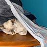 cat, kitten, sleeping, indoor, blanket, blanket_fort, wooden_table, bedroom, cozy, resting, fur, whiskers, ears, face, animal, pet, home, blue_wall, photography, cute