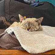 Perle participe au concours pour gagner de l'argent avec cette photo : cat, sleeping, pet, animal, feline, cream_colored, striped, closed_eyes, cozy, blanket, fluffy, indoor, bed, resting, relaxed, cute, portrait, furniture, clothing, wooden_surface