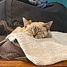 cat, sleeping, pet, animal, feline, cream_colored, striped, closed_eyes, cozy, blanket, fluffy, indoor, bed, resting, relaxed, cute, portrait, furniture, clothing, wooden_surface