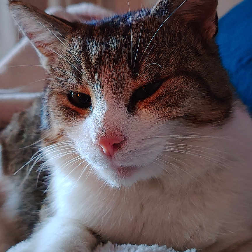 Sniper participe au concours pour gagner de l'argent avec cette photo : abyssinian, angora, animal, blanket, cat, couch, furniture, hardwood, indoors, kitten, manx, person, pet, quilt, siamese, sleeping, towel, wood