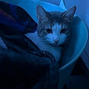 Pompom a rejoint le concours — aidez-le/la à gagner de superbes lots ! cat, feline, pet, animal, portrait, blue_lighting, indoors, basket, plastic_container, blanket, fabric, gray_fur, white_fur, pointed_ears, whiskers, eyes, sitting, closeup, moody, home