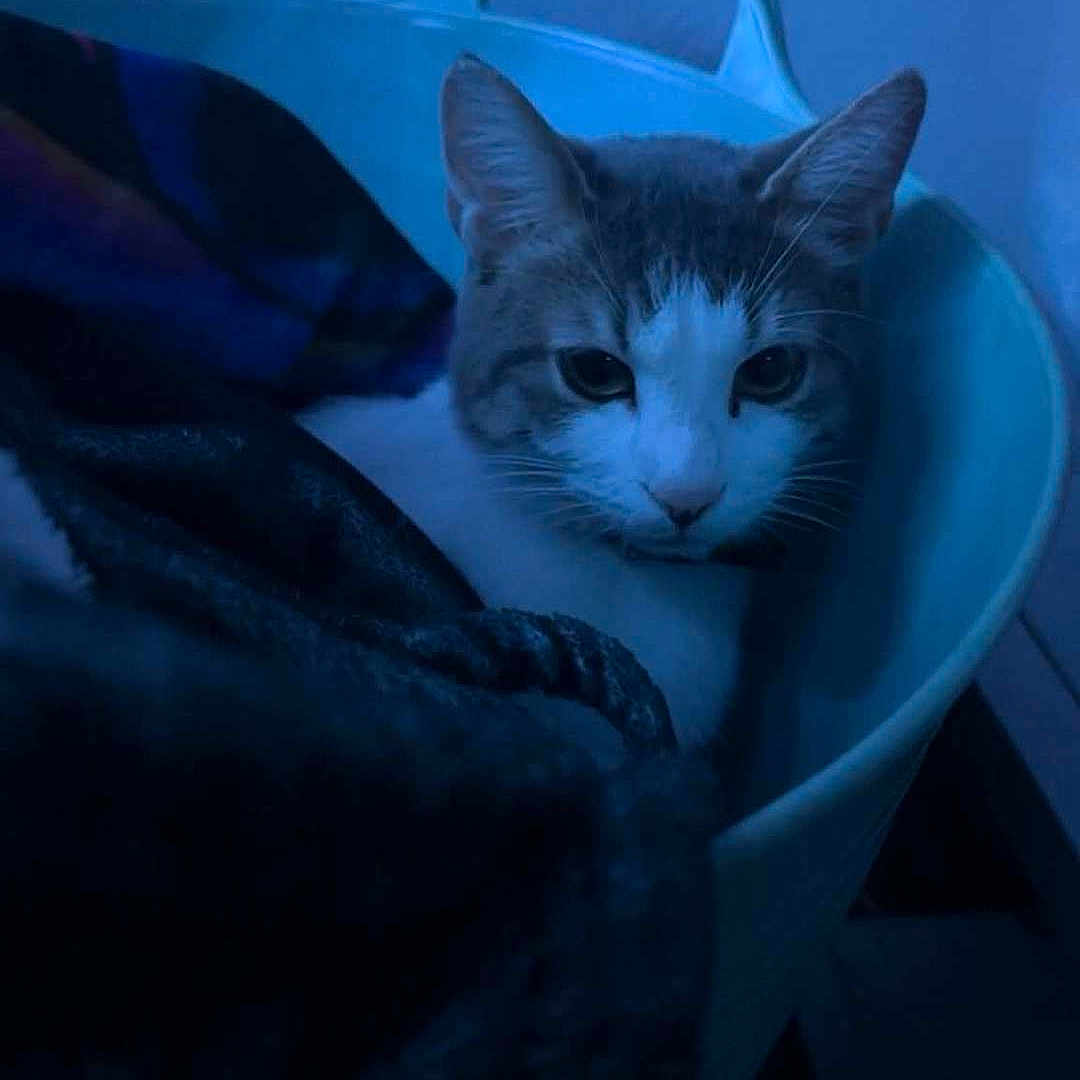 Pompom
