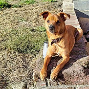 Nicki participe au concours pour gagner de l'argent avec cette photo : dog, puppy, canine, brown_fur, sitting, outdoor, sunlight, brick, ledge, grass, dry_grass, backyard, collar, portrait, animal, pet, cute, alert, cardboard_boxes, metal_cup