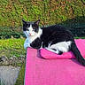 cat, black_and_white, outdoor, garden, chair, pink, lounging, sitting, sleepy, pet, animal, feline, whiskers, ears, tail, fur, grass, hedge, stone, sunlight