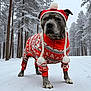 dog, winter_clothing, hat, sweater, snow, forest, trees, outdoor, canine, pet, cold_weather, animal, walking, nature, winter, holiday, festive, red, white, portrait