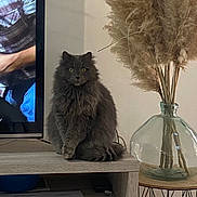 Scooby participe au concours pour gagner de l'argent avec cette photo : cat, gray_cat, fluffy_cat, sitting, wooden_shelf, glass_vase, pampas_grass, indoor, television, screen, person_on_tv, furniture, home_decor, plant, table, living_room, pet, animal, calm, cozy