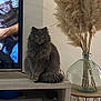 cat, gray_cat, fluffy_cat, sitting, wooden_shelf, glass_vase, pampas_grass, indoor, television, screen, person_on_tv, furniture, home_decor, plant, table, living_room, pet, animal, calm, cozy