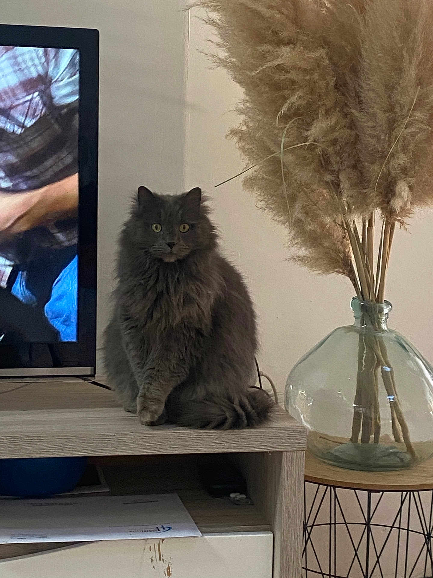 Scooby participe au concours pour gagner de l'argent avec cette photo : cat, gray_cat, fluffy_cat, sitting, wooden_shelf, glass_vase, pampas_grass, indoor, television, screen, person_on_tv, furniture, home_decor, plant, table, living_room, pet, animal, calm, cozy