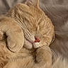 Lucky is registered to the contest to win money with this photo: animal, cat, close_up, cozy, cute, domestic_cat, feline, fluffy, fur, indoor, mammal, nose, orange_cat, paws, peaceful, pet, relaxed, resting, sleeping, whiskers