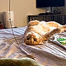 cat, orange_tabby, bed, blanket, toy, television, keyboard, air_purifier, indoor, furniture, curious, lying_down, pet, whiskers, cozy, relaxed, fur, home, comfort, looking