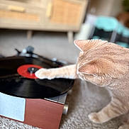 Lucky is registered to the contest to win money with this photo: carpet, cat, closeup, curious, floor, furniture, home, indoor, living_room, music, orange_cat, paw, pet, playing, record_player, retro, soft_focus, technology, turntable, vinyl_record