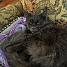 Natasha joined the competition — help win amazing prizes! armchair, black_fur, blanket, cat, couch, ears, eyes, face, feline, fluffy, gray_fur, grumpy, indoors, long_hair, portrait, purple_blanket, relaxed, sleepy, upholstery, whiskers
