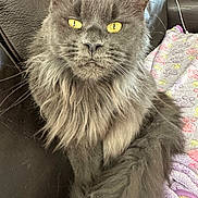 Natasha joined the competition — help win amazing prizes! animal, blanket, cat, close_up, couch, cute, domestic_cat, feline, fluffy, fur, gray_cat, house_pet, indoor, leather, pet, portrait, relaxed, sitting, whiskers, yellow_eyes