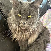 Natasha joined the competition — help win amazing prizes! animal, blanket, cat, chair, close_up, ears, feline, fluffy, fur, golden_eyes, gray_cat, home, indoor, long_hair, pet, photography, portrait, serious_expression, sitting, whiskers
