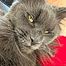 Natasha is registered to the contest to win money with this photo: animal, cat, close_up, ears, face, feline, fluffy, fur, golden_eyes, gray_cat, green_eyes, indoor, long_whiskers, muzzle, nose, pet, portrait, red_cushion, sleepy, whiskers