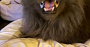 Natasha is registered to the contest to win money with this photo: animal, bed, bedding, blanket, cat, closeup, dark_fur, dramatic, fangs, fluffy, funny, indoors, long_hair, open_mouth, pet, portrait, sleeping_area, whiskers, yawning, yellow_eyes