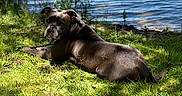 Aïda a rejoint le concours — aidez-le/la à gagner de superbes lots ! dog, grass, lake, water, outdoor, sunlight, nature, animal, canine, relaxed, greenery, summer, pet, mammal, leisure, daylight, scenic, pond, resting, backdrop