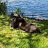 animal, backdrop, canine, daylight, dog, grass, greenery, lake, leisure, mammal, nature, outdoor, pet, pond, relaxed, resting, scenic, summer, sunlight, water