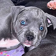 Aïda participe au concours pour gagner de l'argent avec cette photo : puppy, dog, blue_eyes, close_up, snuggling, blanket, purple, paw_prints, fur, cute, pet, domestic_animal, animal, sleeping, companion, young, cute_pet, nose, ear, portrait