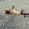 Aïda a rejoint le concours — aidez-le/la à gagner de superbes lots ! dog, brown_dog, lying_down, gravel, driveway, car, sunlight, outdoor, relaxed, pet, canine, animal, resting, collar, daytime, vehicle, ground, sidewalk, shadow, wall