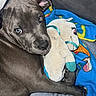Aïda participe au concours pour gagner de l'argent avec cette photo : puppy, dog, gray_coat, blue_eyes, stuffed_animal, unicorn_toy, blanket, cuddle, indoor, pet, animal, cute, resting, cozy, soft_toy, closeup, adorable, young_dog, snuggle, companion